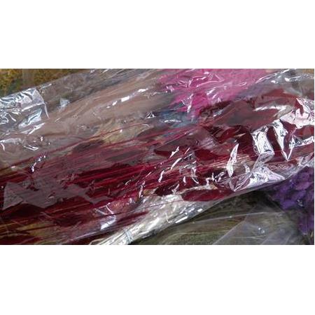 KURU ÇİÇEK TÜYLÜ OT KIRMIZI