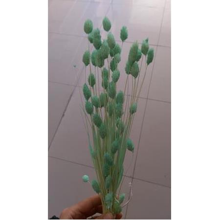 KURU ÇİÇEK SU YEŞİLİ