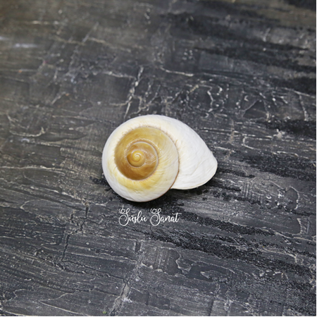 SALYANGOZ SİLİKON KALIP